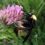 Disappearing bumblebee species under threat of extinction